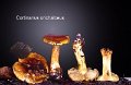 Cortinarius orichalceus-amf612